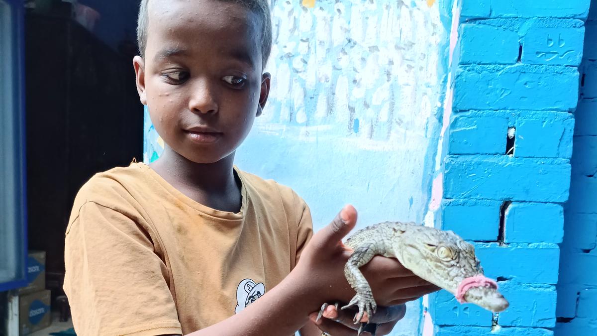 Where crocodiles are family: Inside a Nubian village in Egypt