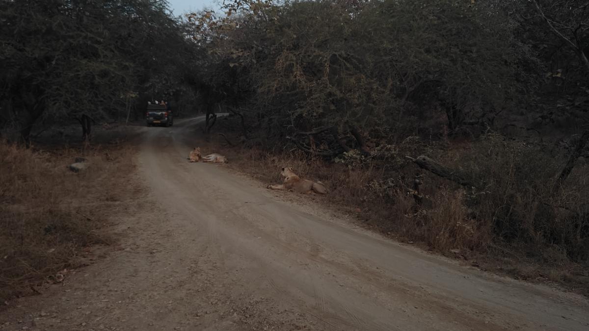 Three lions rest at dusk at Gir