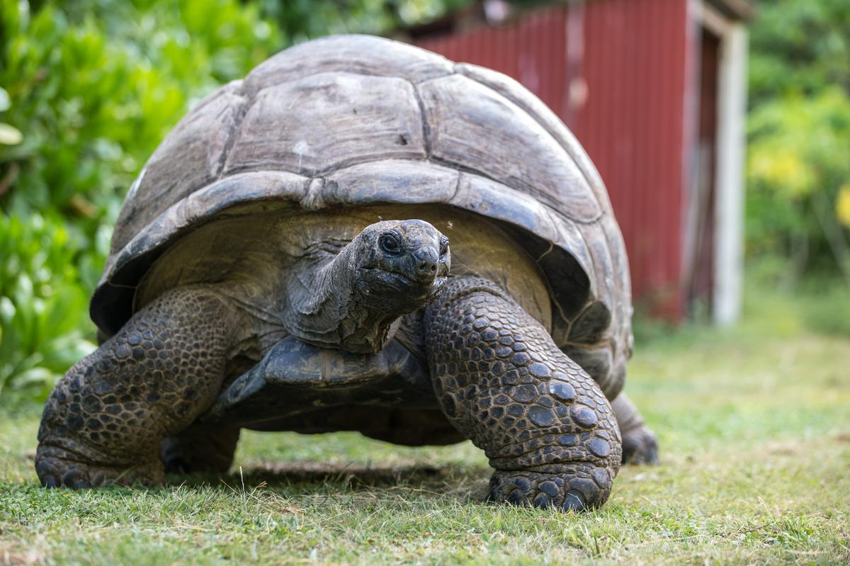 The Aldabra giant tortoise