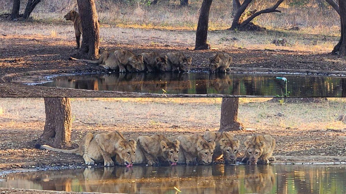 Ghosts in the darkness: Waiting for lions at Sasan, Gir