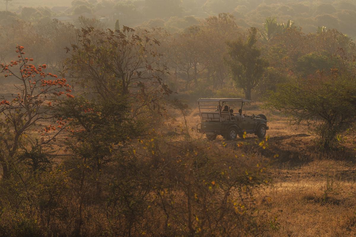 A jeep ventures into the reserve at Gir