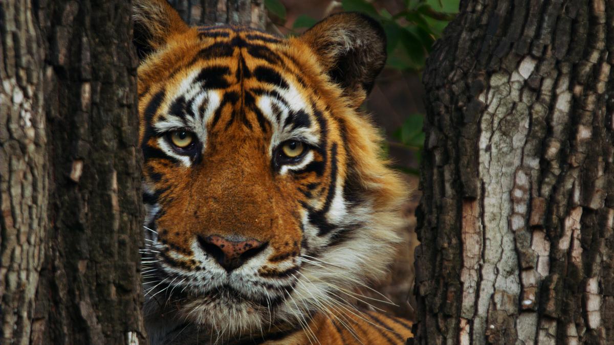 ‘Tiger 24’ director Warren Pereira on the strange and tragic life of Ustad the tiger