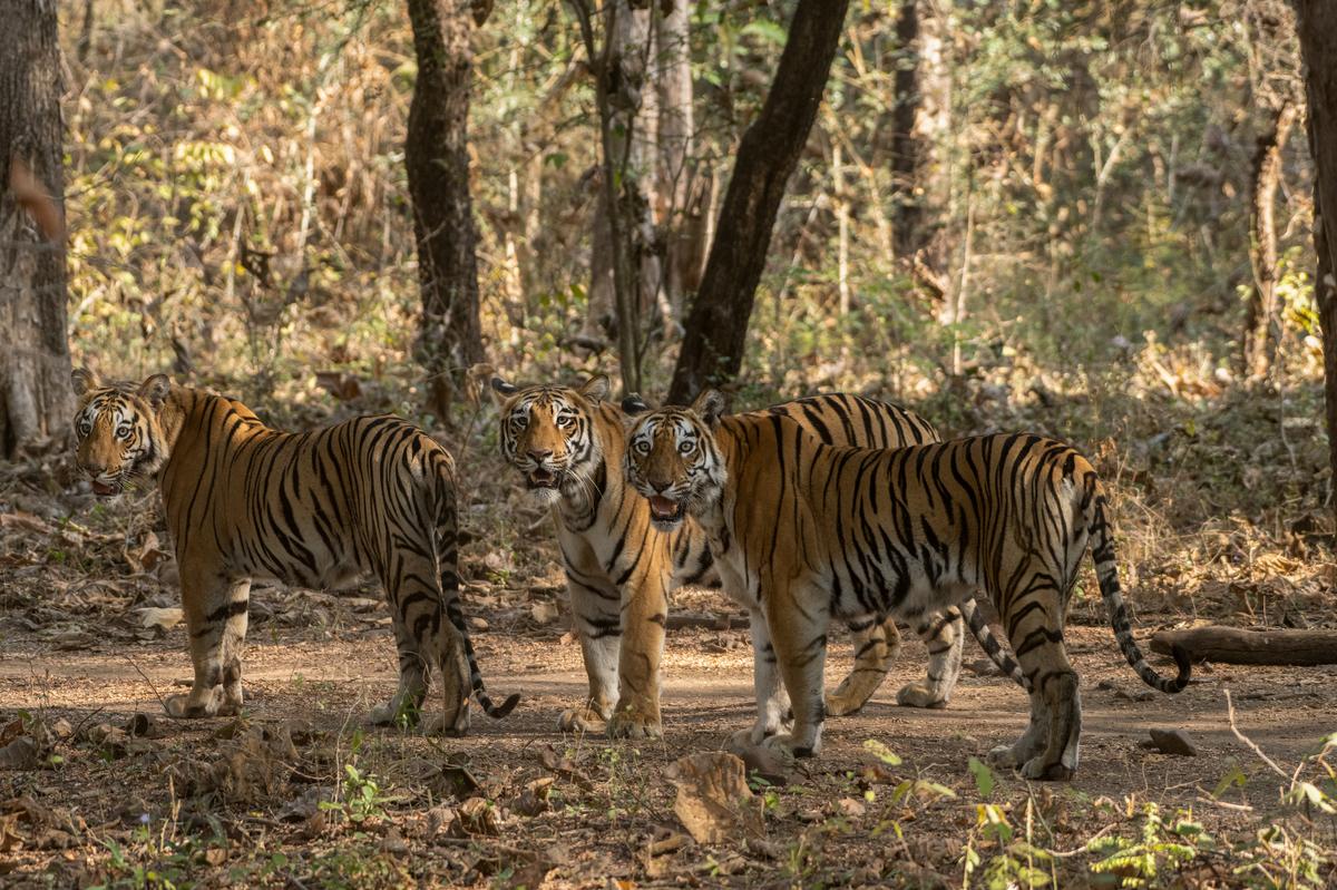 Tigress Bhanuskindi with her cubs at the Tadoba-Andhari Tiger Reserve