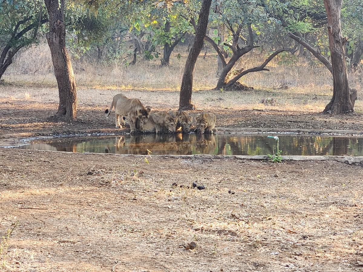 A pride of lions spotted at Gir
