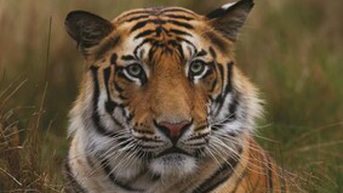 Un docu-film « Project Tiger » pour capturer la mission de l’Inde pour sauver les tigres