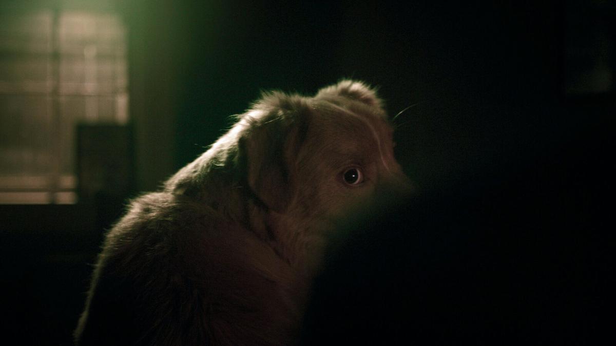 Uma foto de 'Good Boy' Uma foto de 'Good Boy'