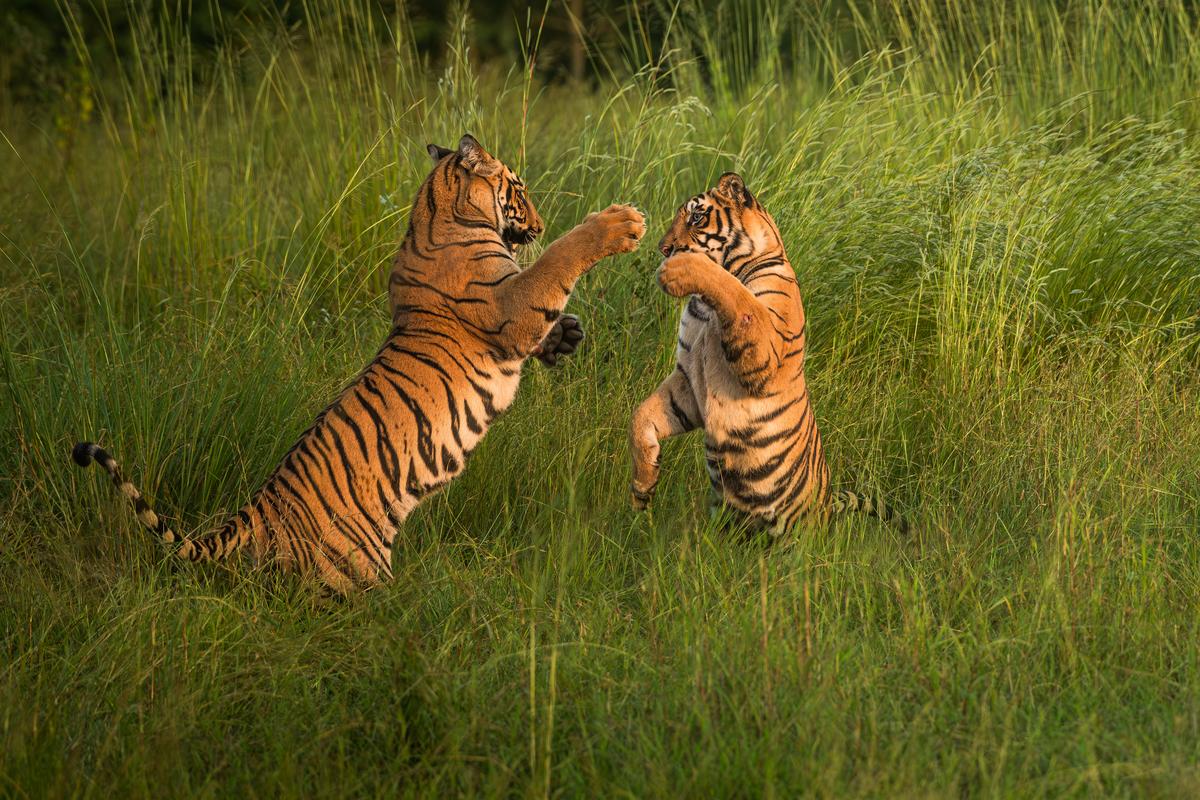 Cubs of tigress Bubbly