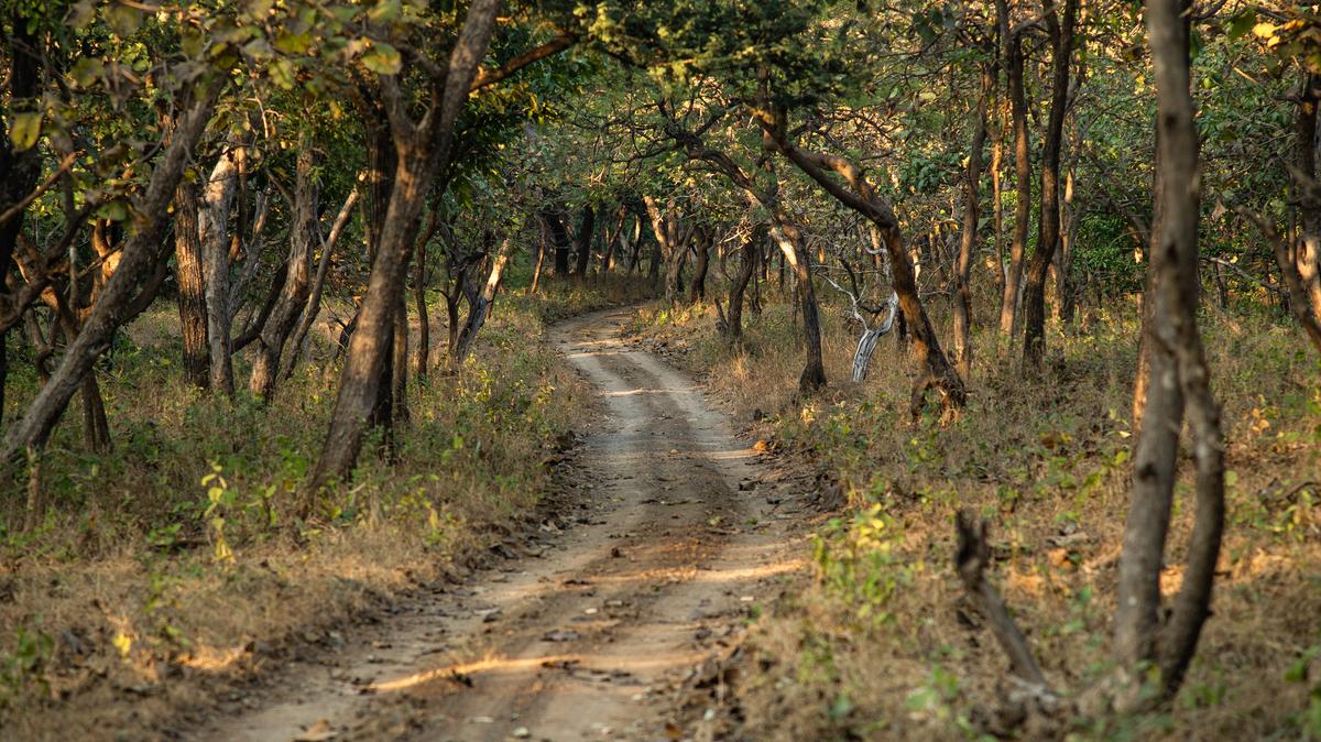 A safari path at Gir