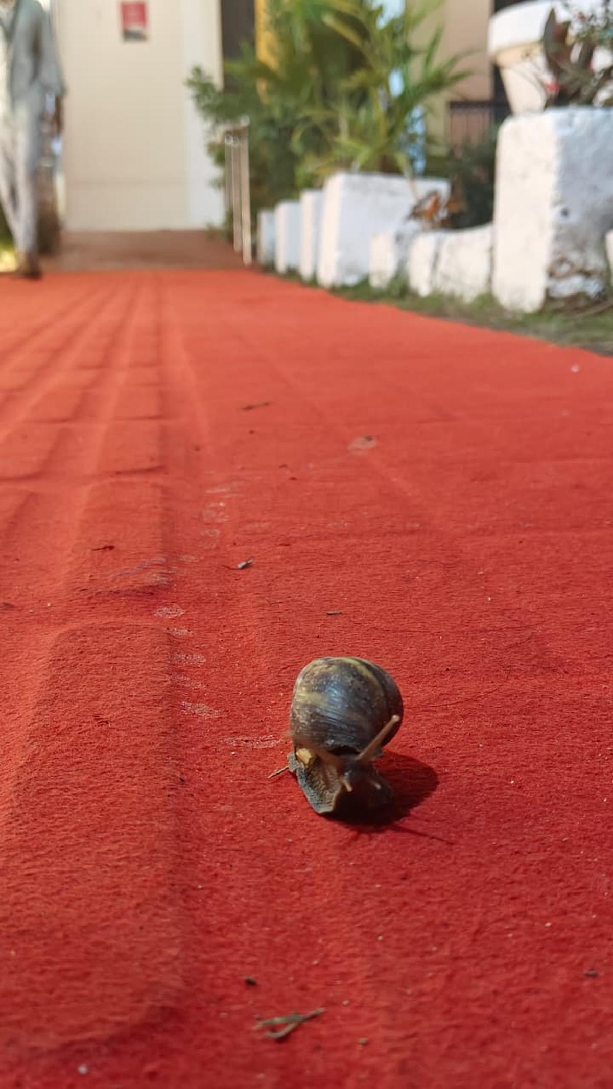 A snail walks the red carpet at the 56th International Film Festival of India in Goa
