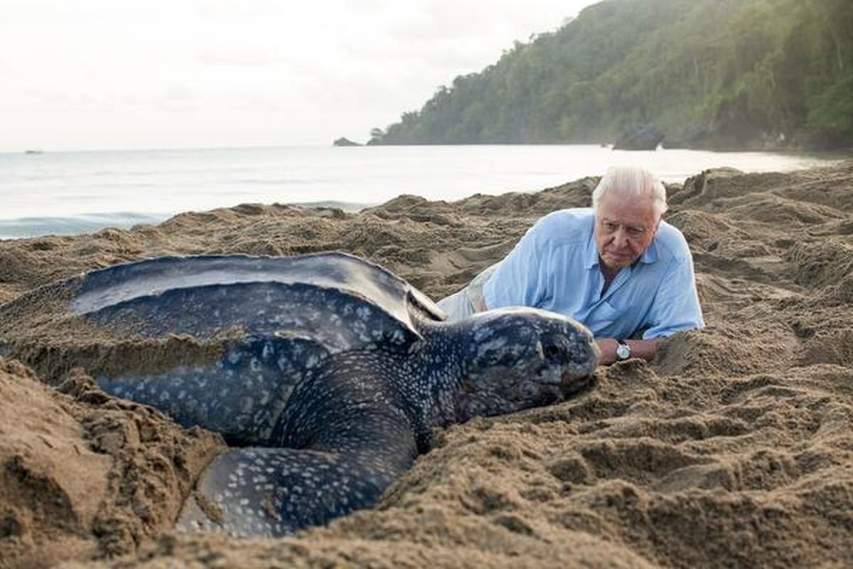In ‘Blue Planet II’, David Attenborough travelled to Trinidad to meet a community trying to save leatherback turtles, whose numbers had fallen catastrophically.