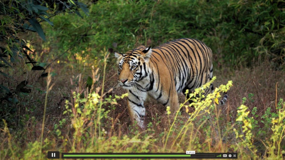 Fancy a safari? Head out on the tiger’s trail in Bandhavgarh National Park via India’s first virtual OTT platform