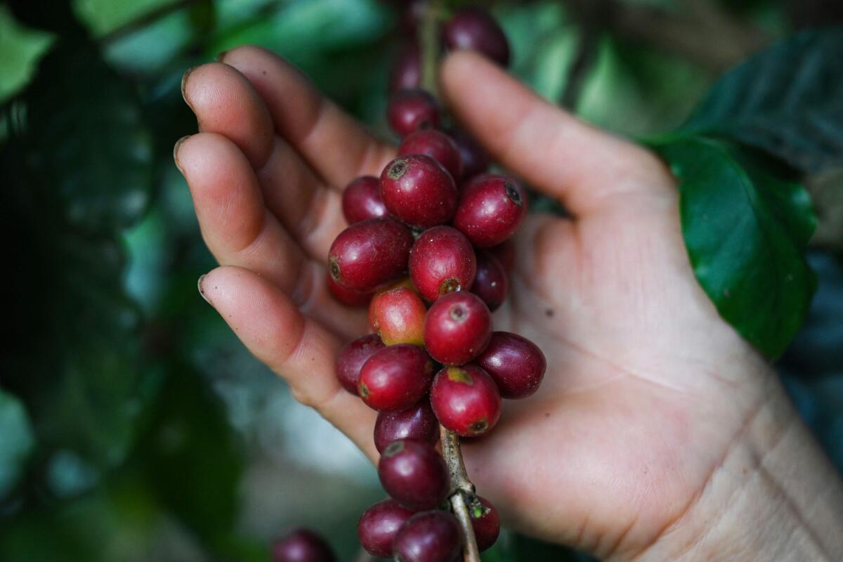 Coffee beans 