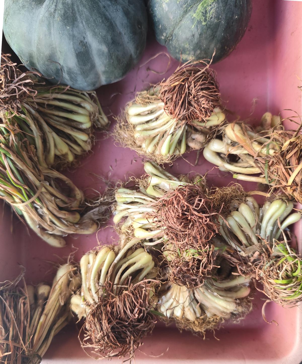 Fresh Naga onion