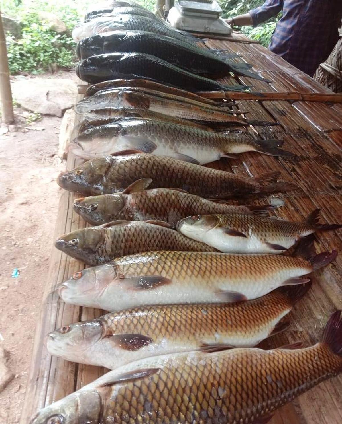 The Malsyaranyakam fish stall at Vellappara, near Cheruthoni, in Idukki