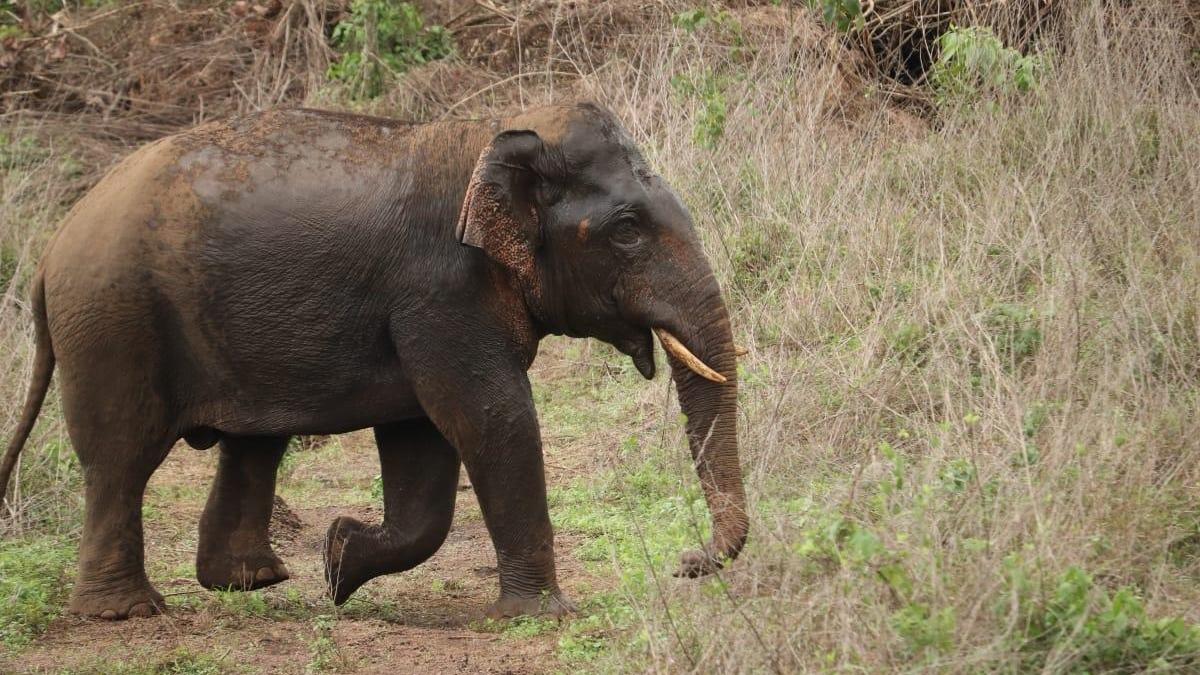 Operation Gajamukthi: wild elephants driven away from vul...