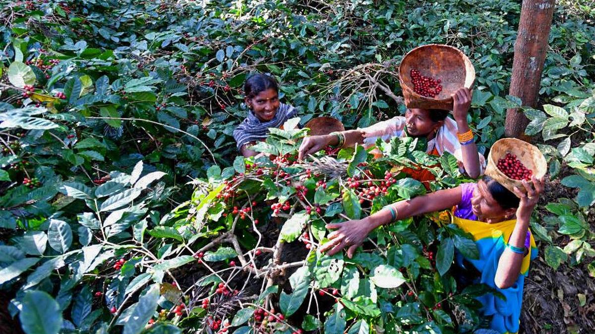 GCC hikes coffee prices to benefit tribal farmers