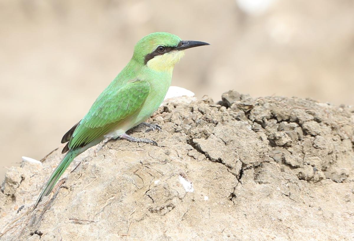 3 Temmuz 2025'te Sholinganallur'da Çocuk Yeşil Bee Eater. Fotoğraf: Prens Frederick