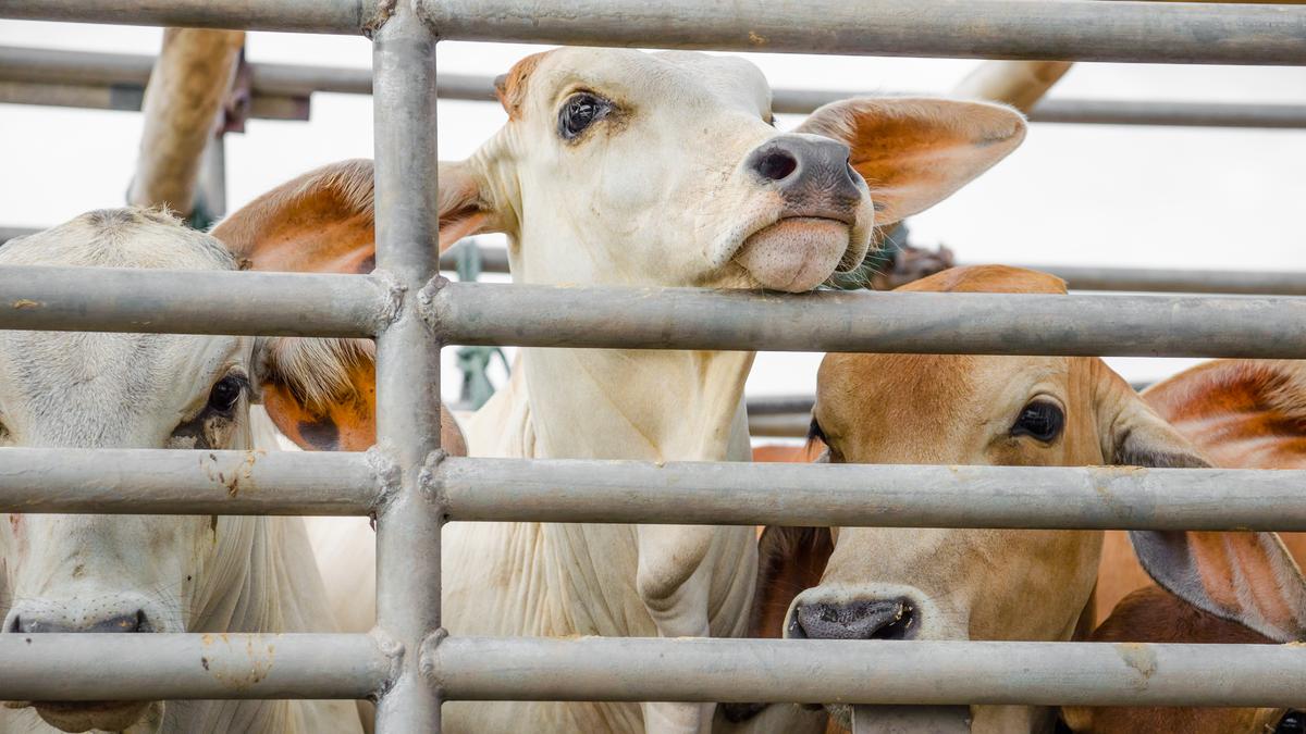 Calcutta High Court asks Bengal government to decide on exemption in animal slaughter rules for Eid ul-Adha