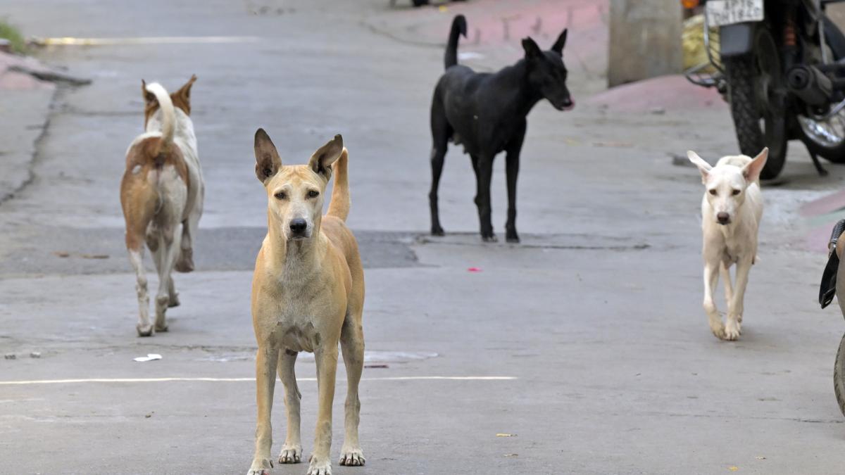 Stray dog menace grips Vijayawada