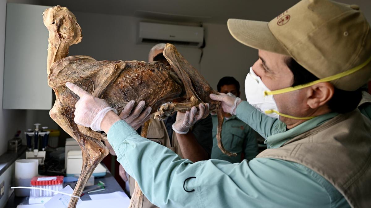 Could the near-extinct Asiatic cheetah rewild Saudi Arabia?