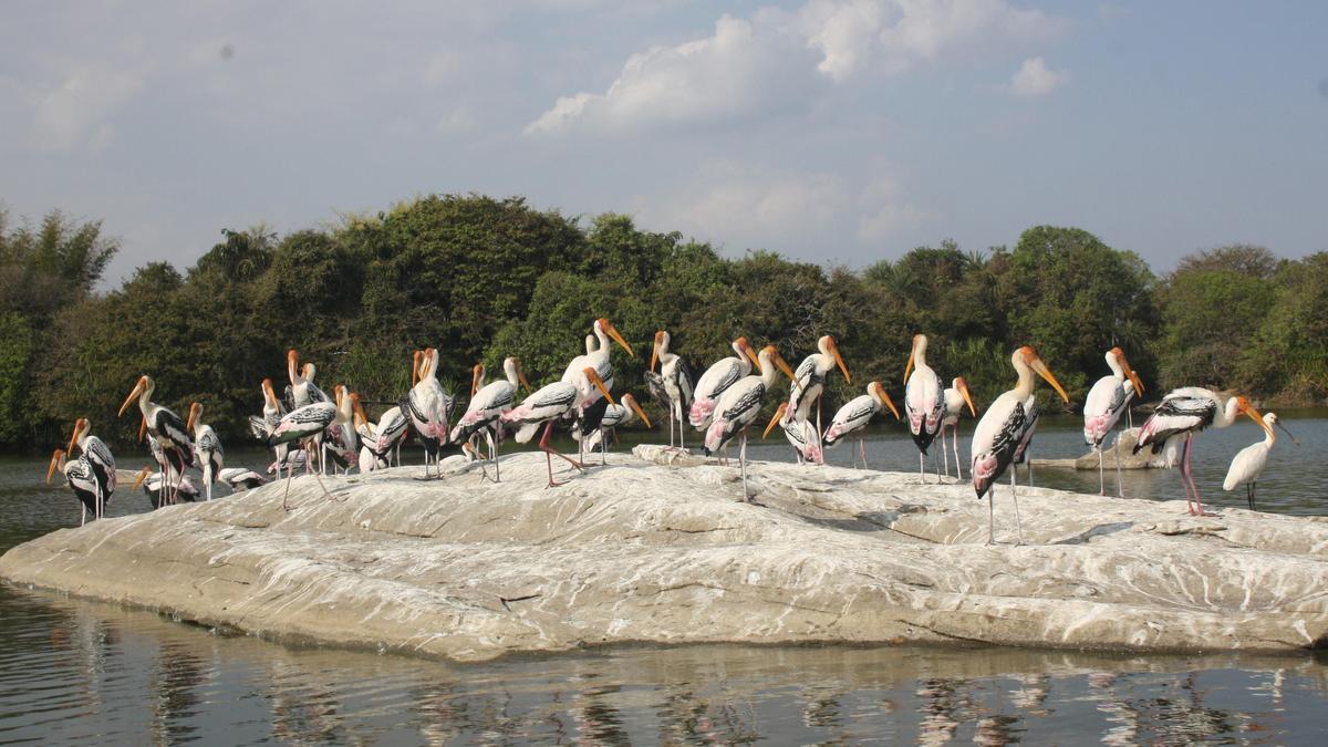 Soundproof barrier planned near Ranganathittu for Mysuru–Kushalnagar highway