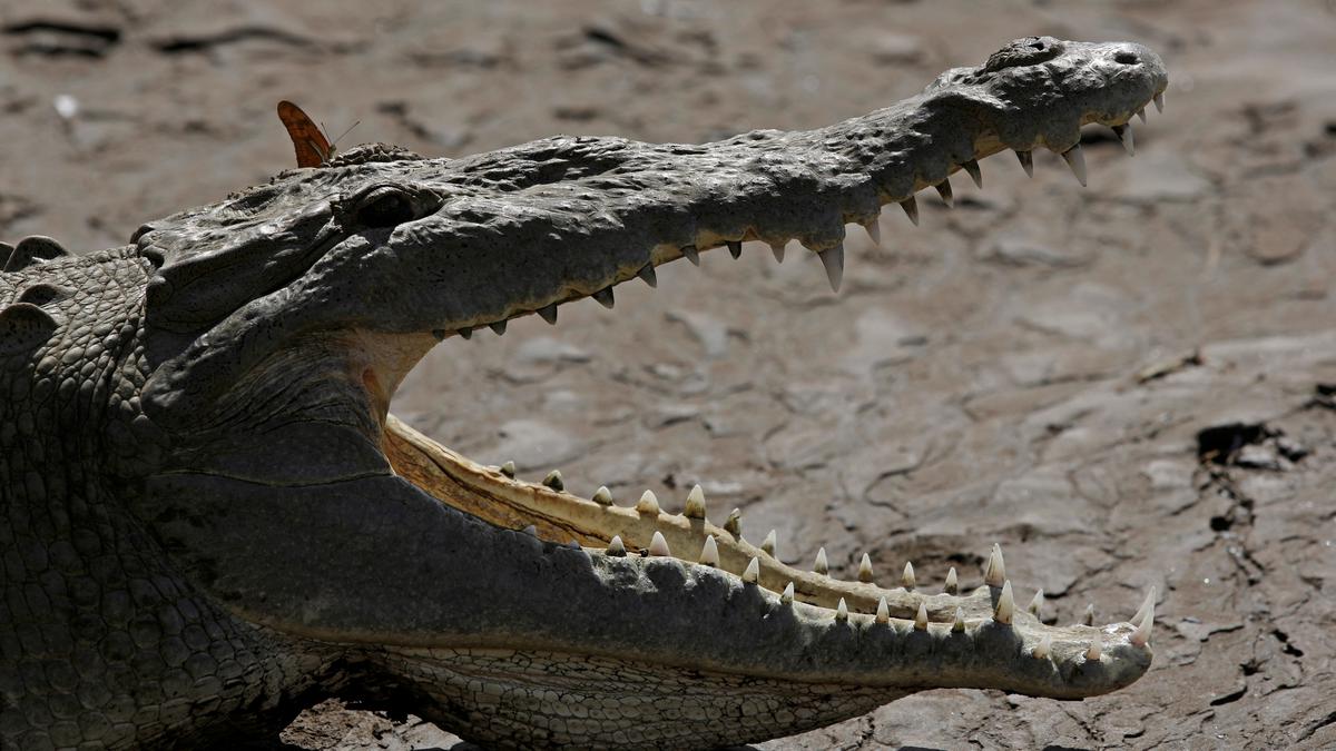 Scientists find crocodile 'virgin birth' at Costa Rica zoo