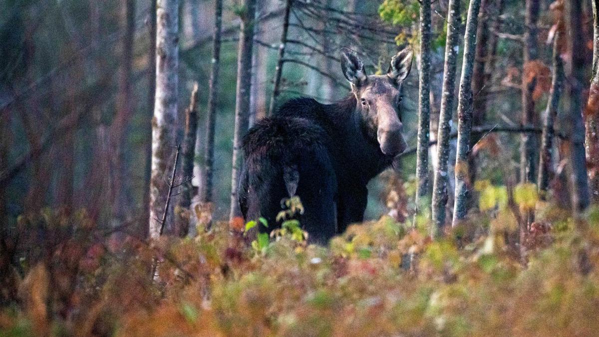 As Maine’s winters shorten, tiny ticks threaten state’s moose