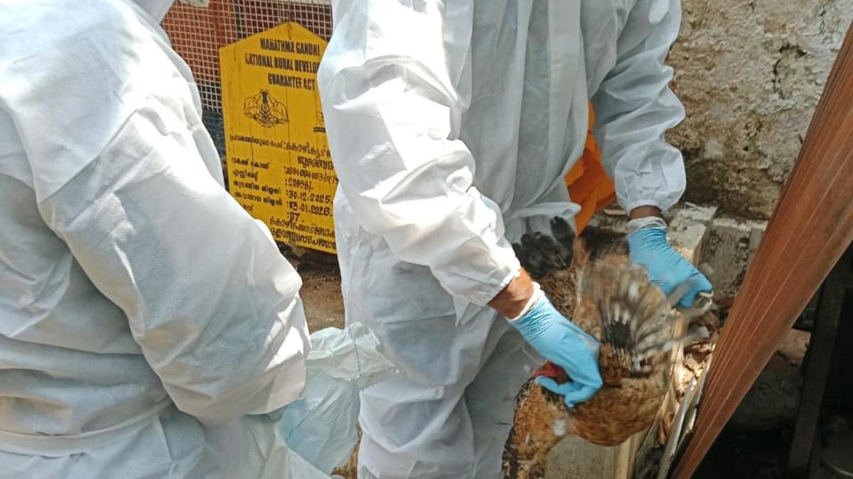 Avian influenza: culling of birds begins in Kozhikode