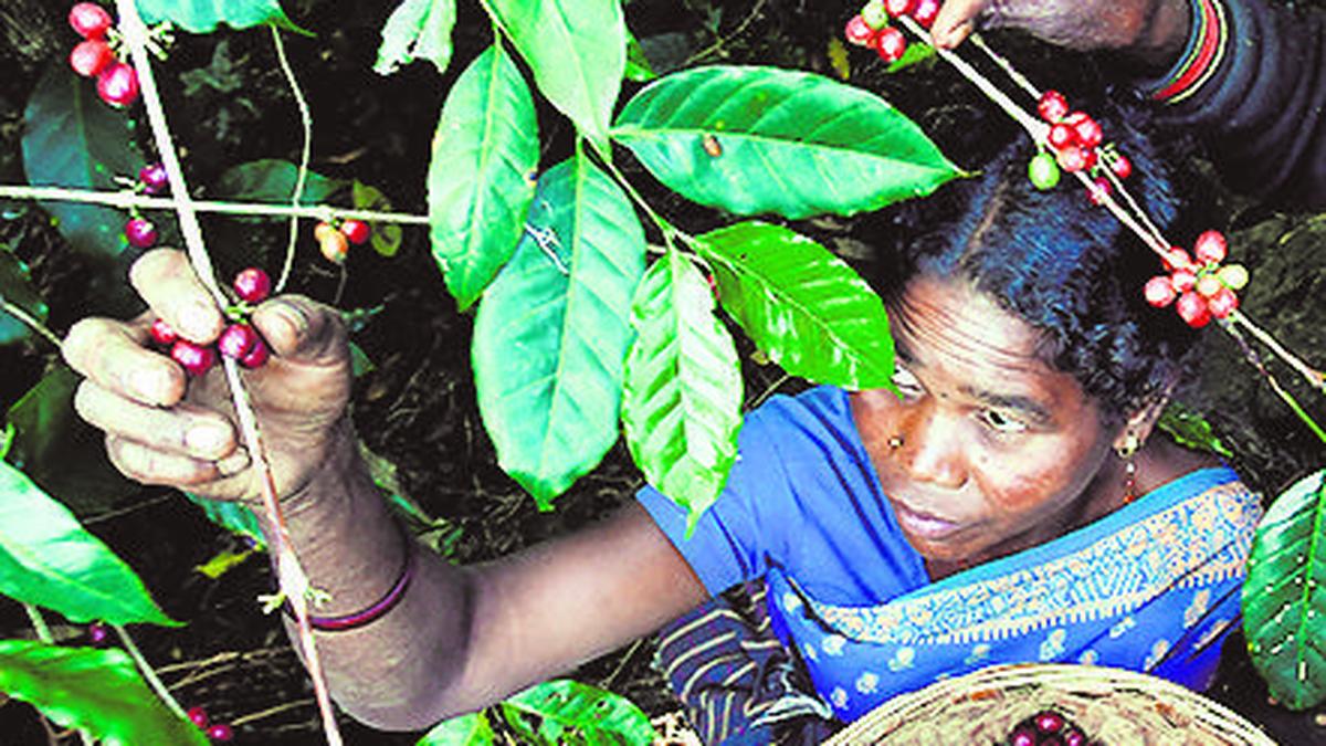 CPI(M) urges Andhra Pradesh Chief Minister to rescue tribal coffee farmers hit by borer pest in Paderu