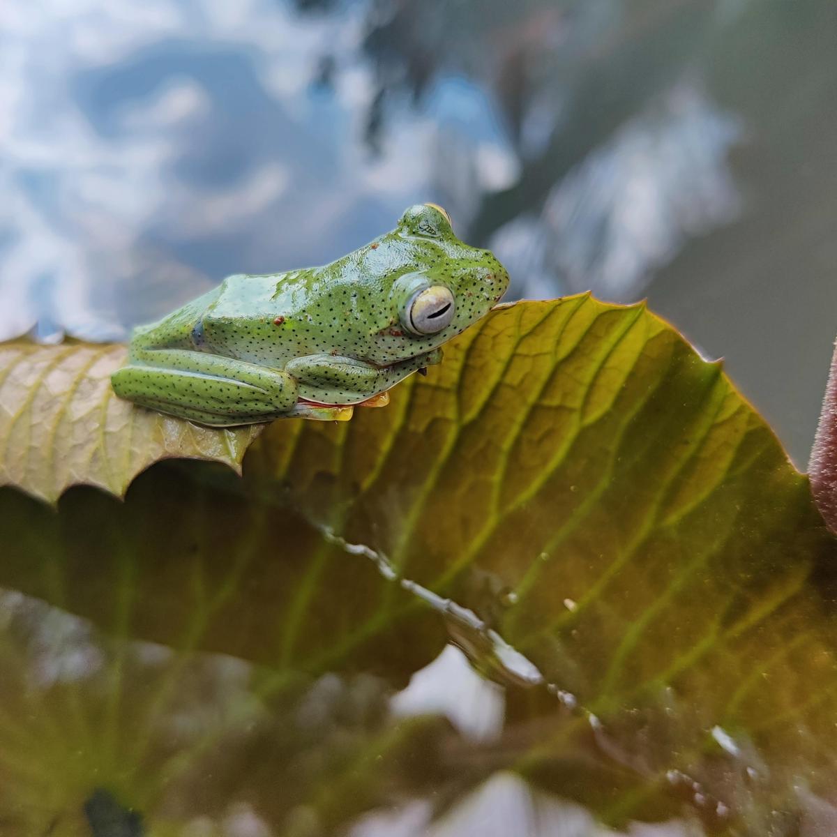 A frog at the Miyawaki Nature Lab in Thiruvananthapuram. 