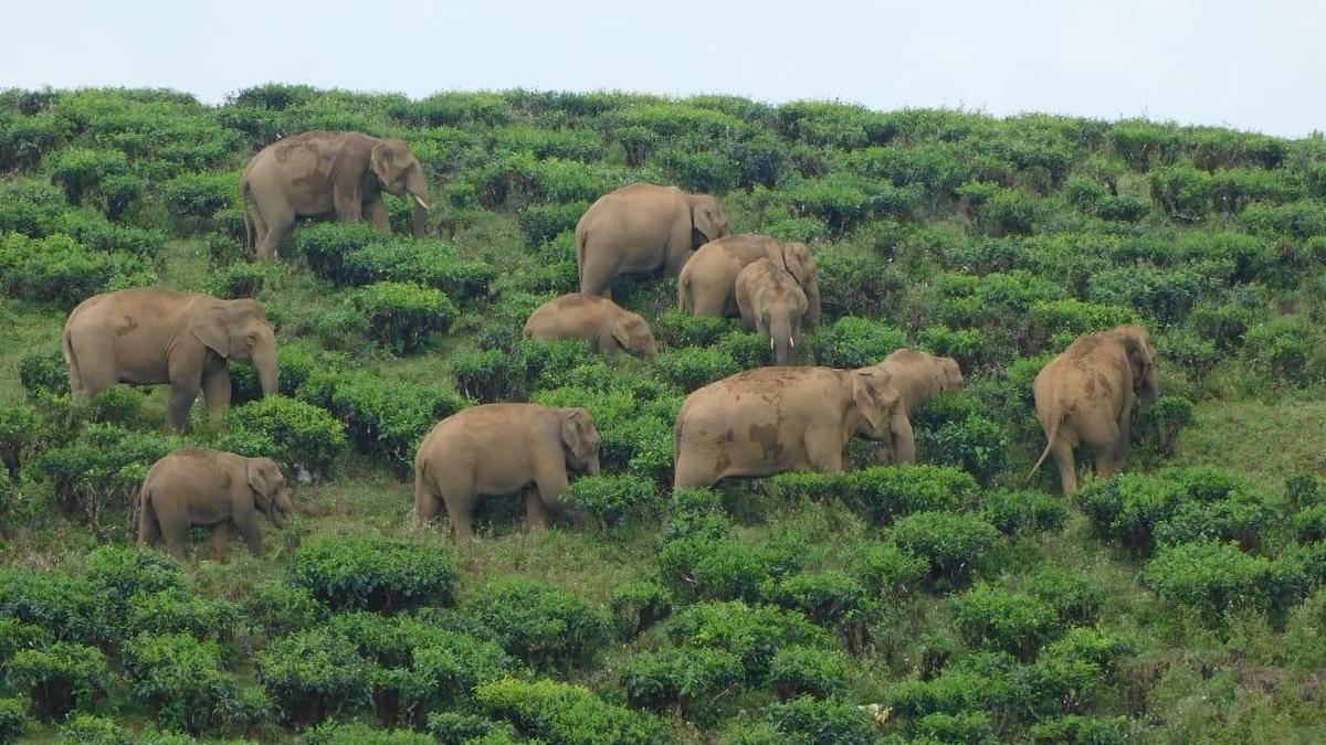 Increase in Tamil Nadu’s elephant population heartening, says Madras High Court Chief Justice