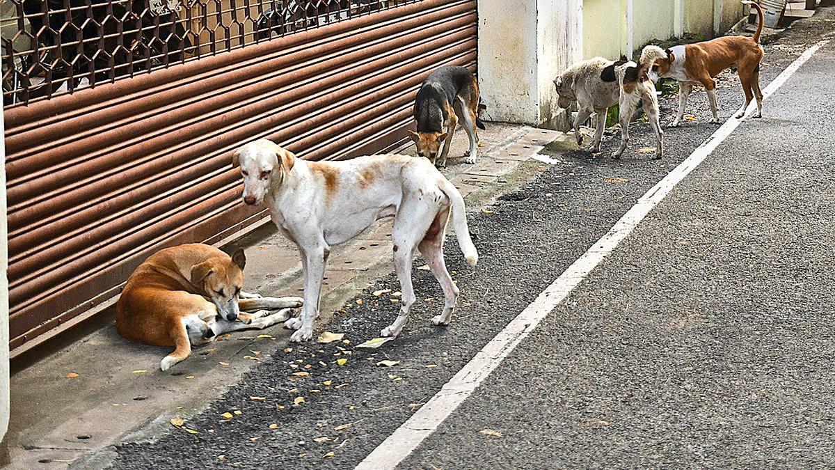 Should you be feeding stray dogs in public places? In Focus podcast