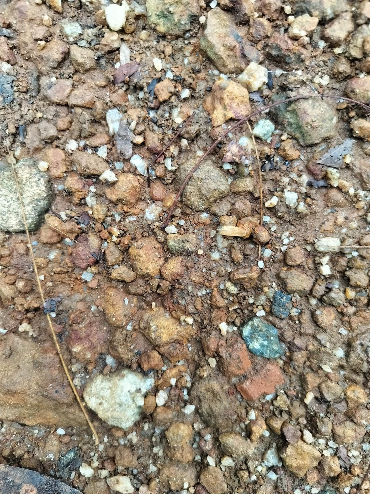 Initially, place at Puliyarakonam was filled with pebbly, red soil that could not hold water and most of the plants withered away. 