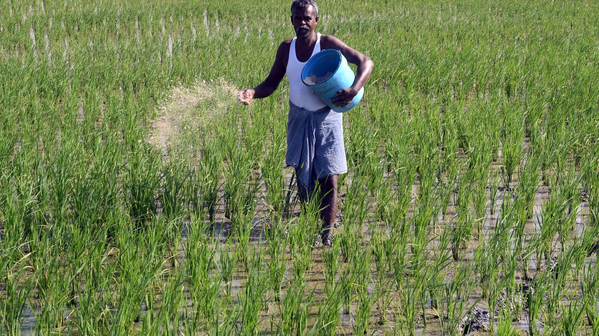 Agriculture dept. officials hopeful of achieving targeted paddy crop coverage of 16000 hectares in Thoothukudi district