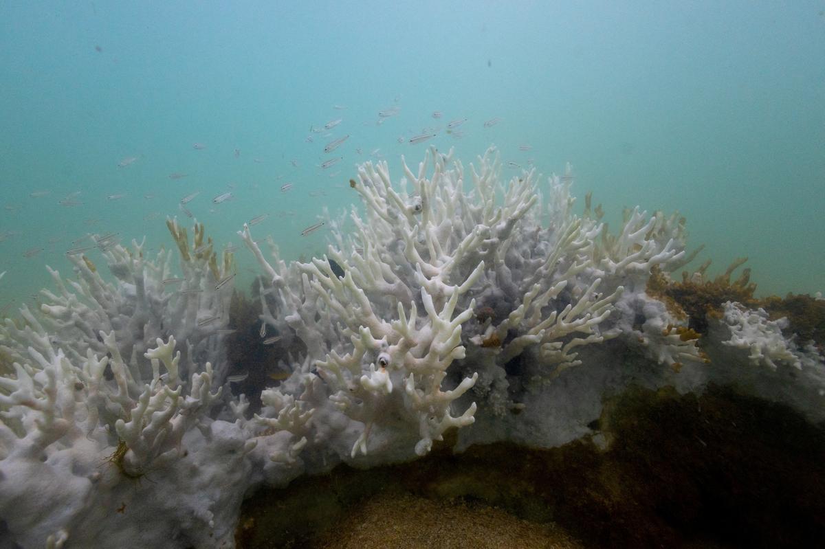 Bleached coral is seen in a reef at the Costa dos Corais in Japaratinga in the state of Alagoas, Brazil April 16, 2024. Brazil is bracing for what may be its worst-ever coral bleaching event as extremely warm waters damage reefs in the country's largest marine reserve, threatening the region's tourism and fishing revenues. 
