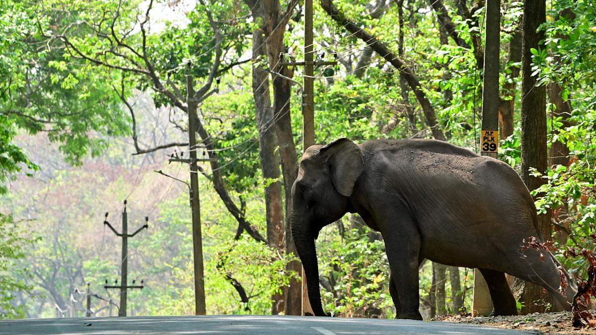 Climate change could become the main driver of biodiversity decline by mid-century: report