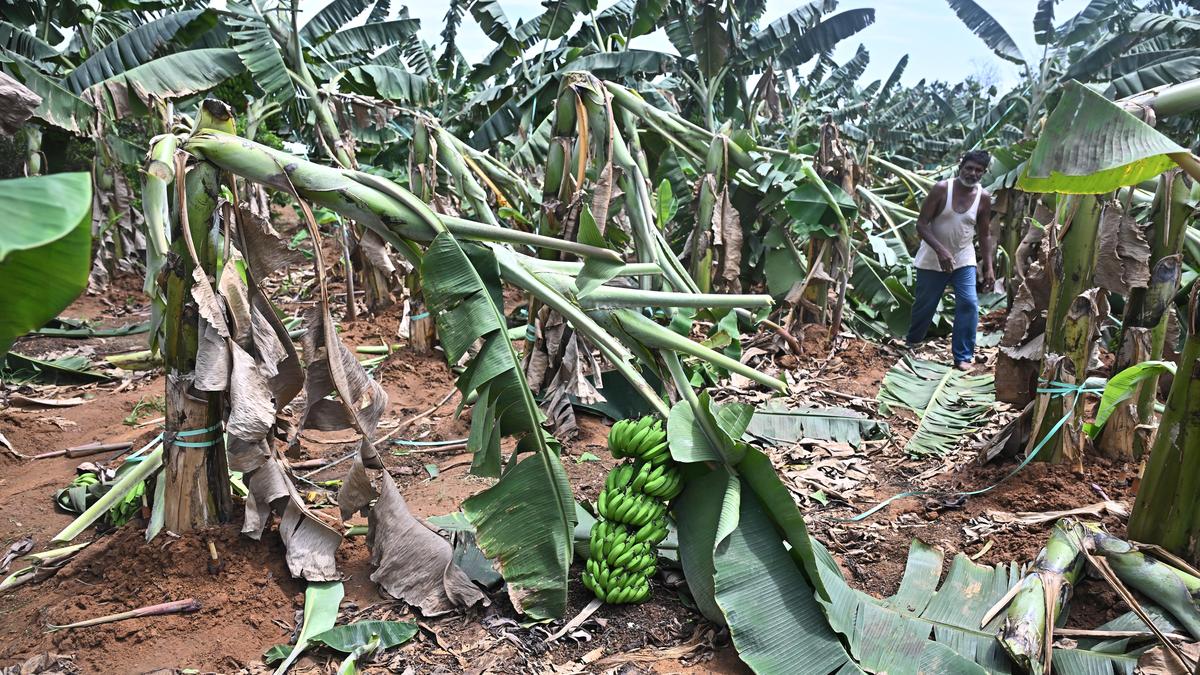 Agriculture Department ramps up cyclone preparedness with data-driven field action