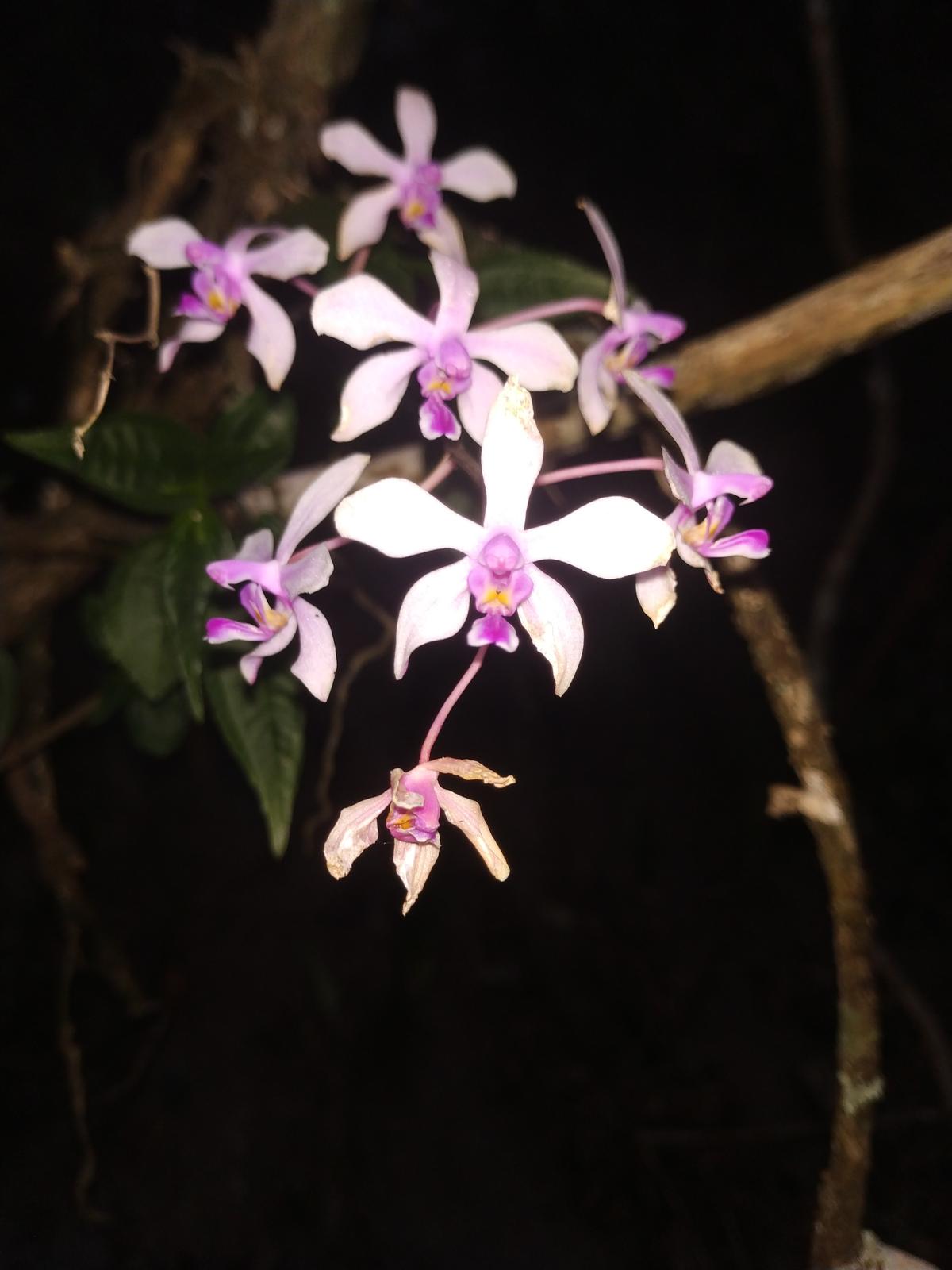 A new member of the orchid family, Phalaenopsis wilsonii, in the State. 