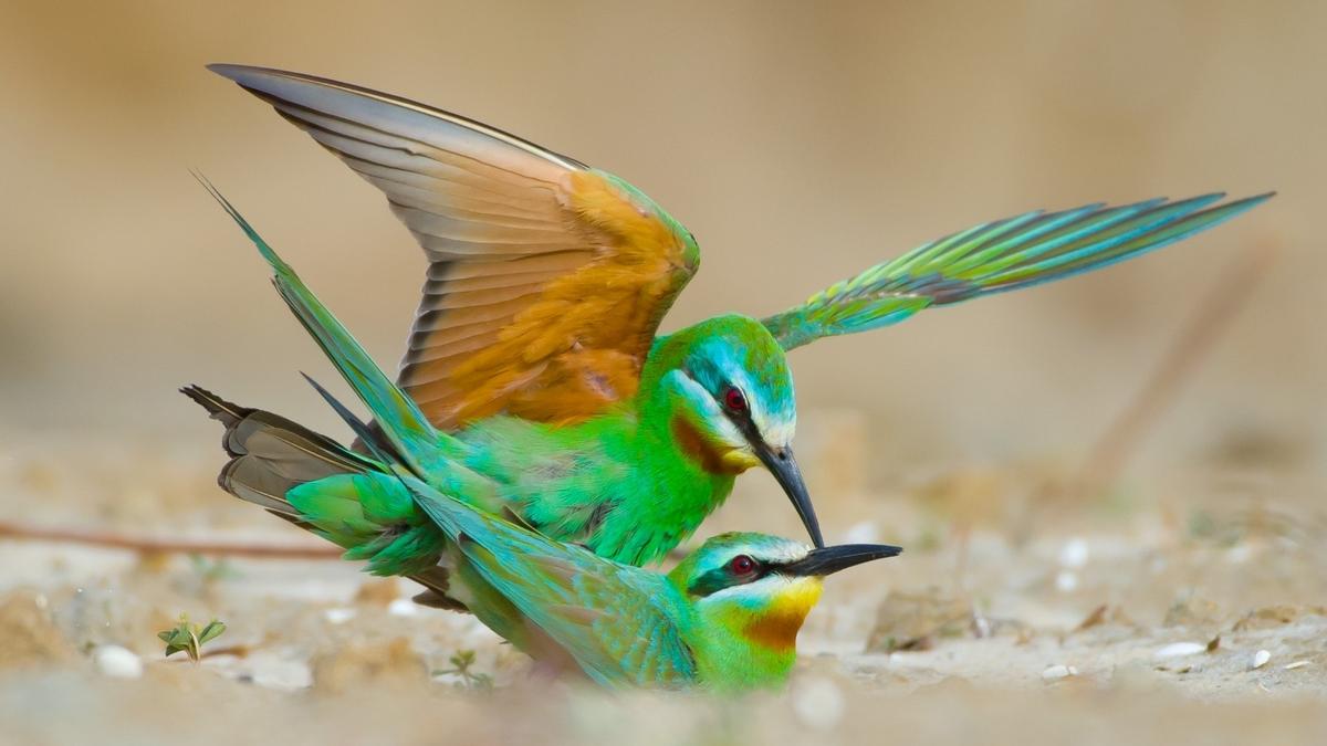 First breeding record of Blue-cheeked Bee-eater discovered in Peninsular India