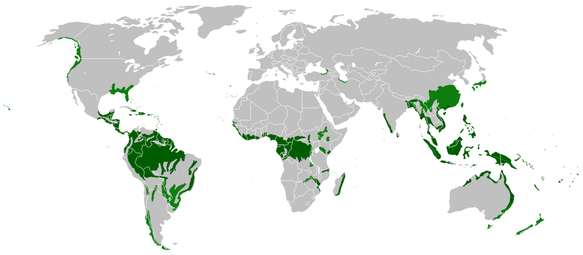 Location of tropical and temperate/subtropical rainforests in the world. Location of tropical and temperate/subtropical rainforests in the world.