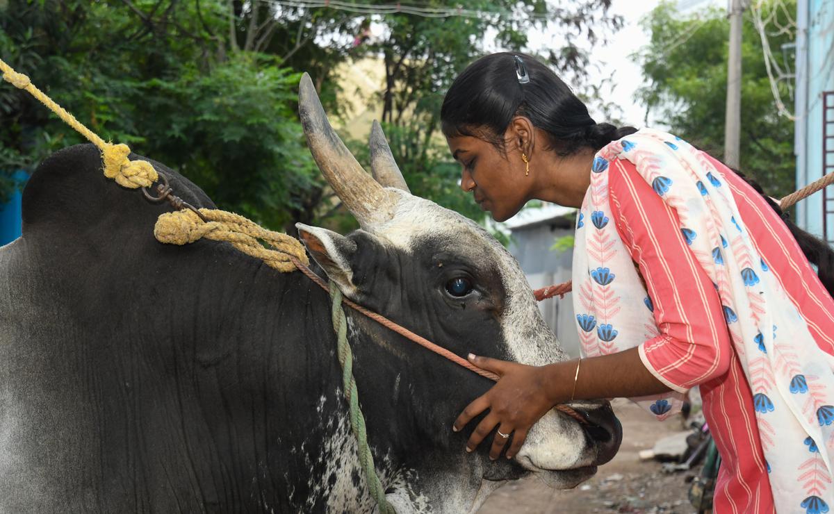 The 18-year-old is all set to release her bulls at the vaadivasal at this year’s jallikattu. 