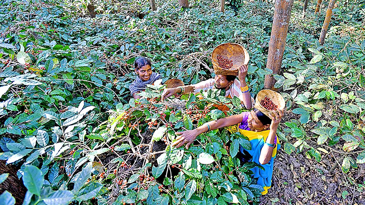 Girijan Cooperative Corporation to expand organic certification to coffee plantations in Paderu Agency area