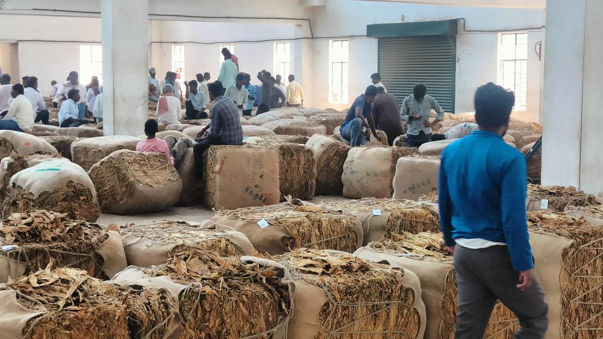 Karnataka tobacco crop slashed to 56 million kg for 2026–27