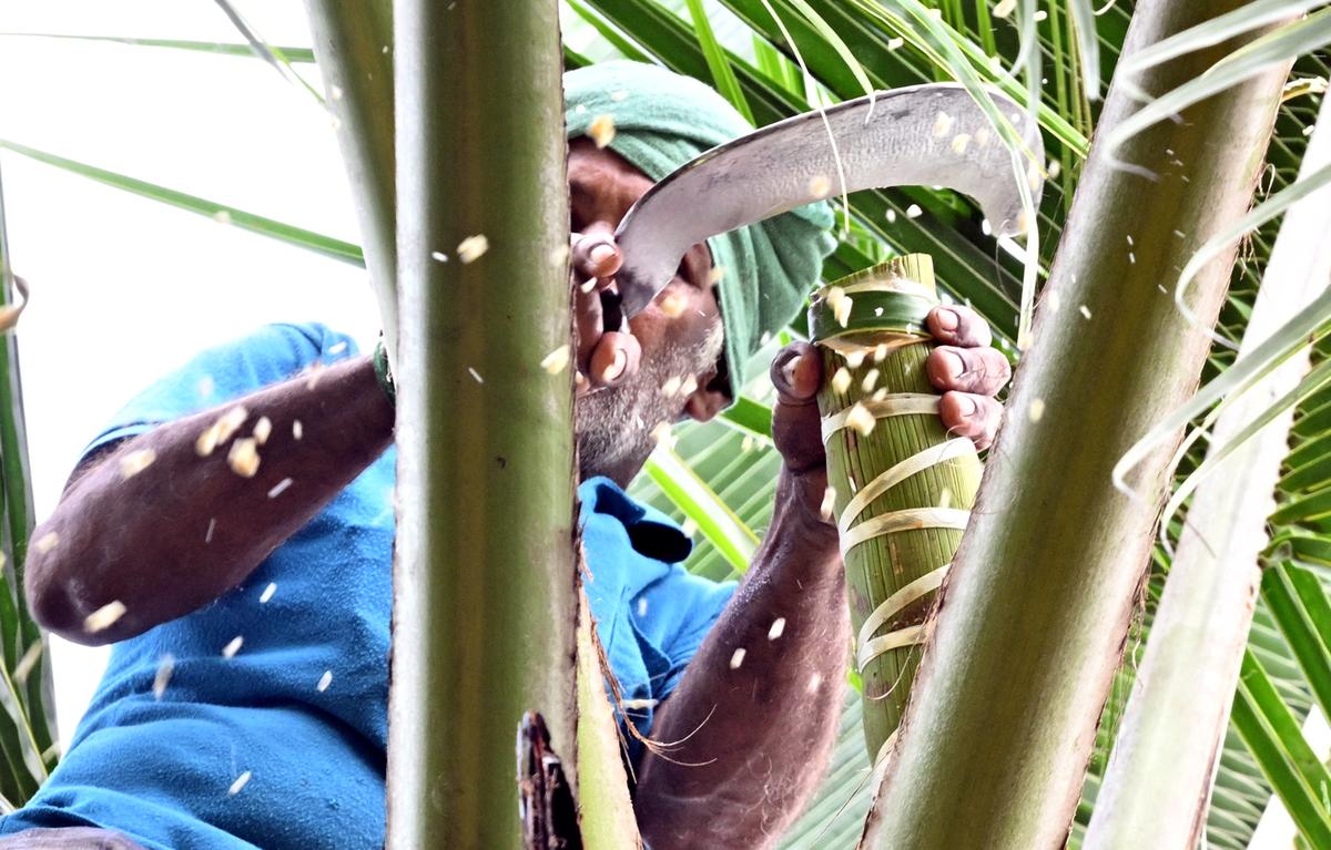  A tree climber taps into a coconut spadix to harvest neera 