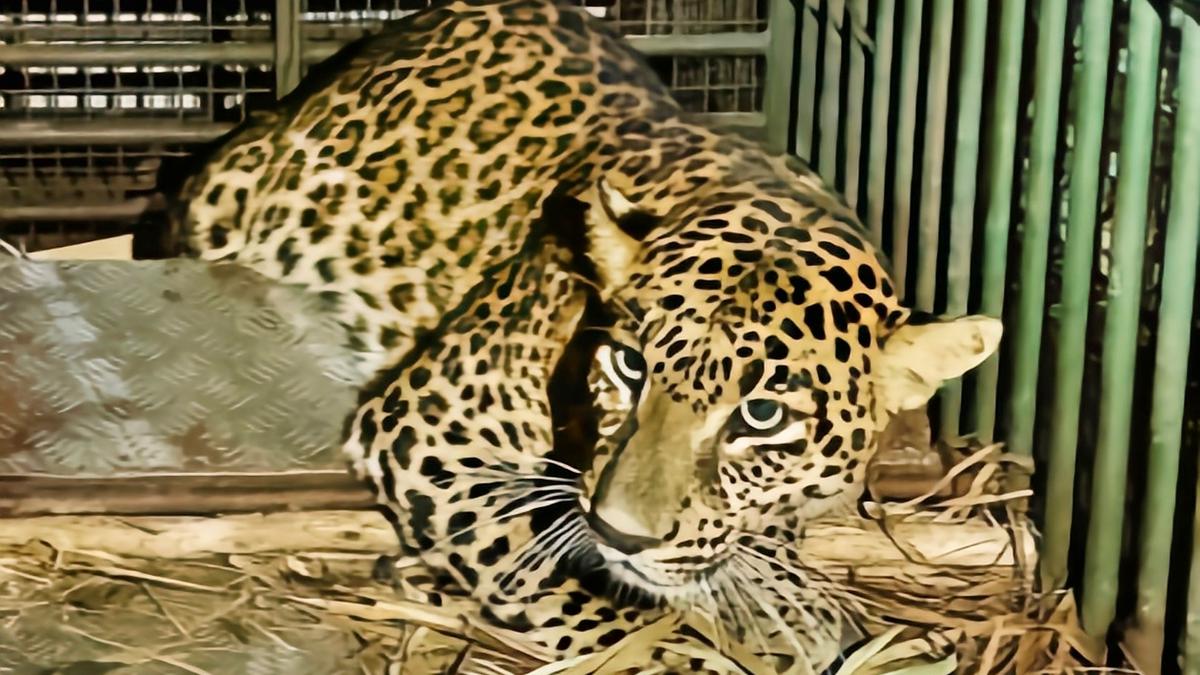 Two arrested for laying snare that killed leopard