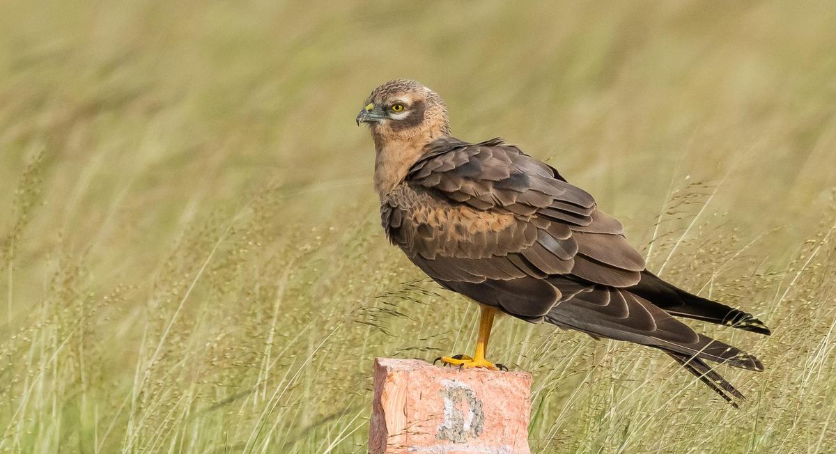 एक मोंटेगस हैरियर। परियोजना के आंकड़ों से पता चलता है कि आश्रय स्थलों में हैरियरों की संख्या में लगातार गिरावट आ रही है, जबकि भूमि उपयोग पैटर्न में बदलाव के कारण कुछ आश्रय स्थलों का अस्तित्व ही समाप्त हो गया है। 
