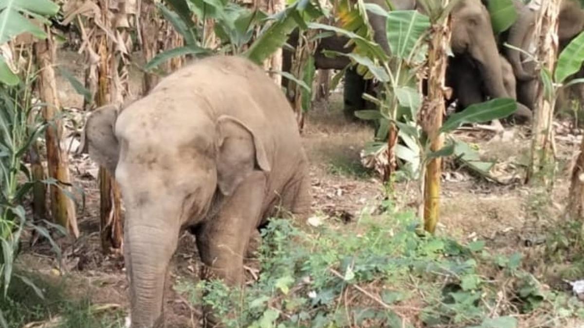 Two elephant herds causing panic among people of Parvatipuram-Manyam district of Andhra Pradesh
