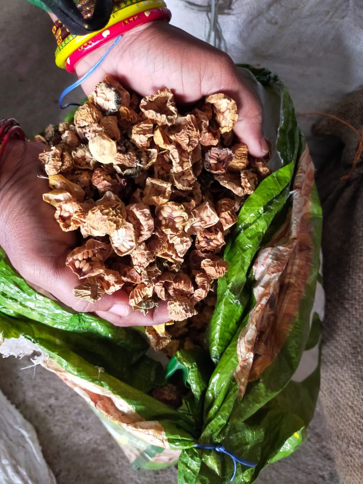 Dried bitter gourd turned into ‘vathal’ in Boliyamanur. 