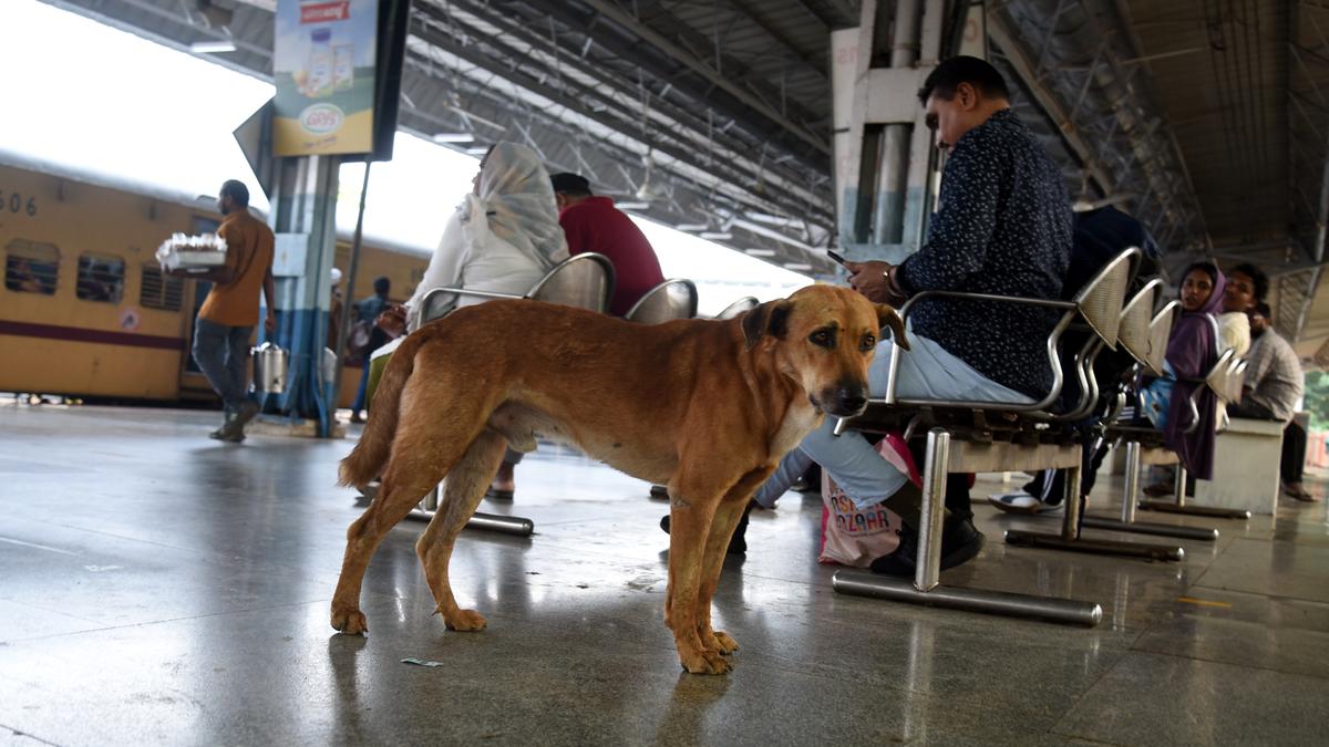 Stray dog menace puts Railways, Kozhikode Corporation in a spot