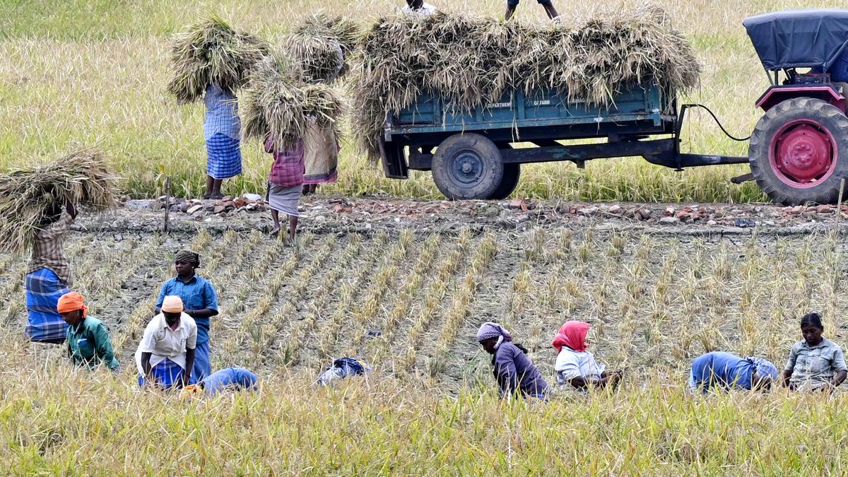 Set for a record: paddy procurement in Tamil Nadu likely to touch 45-lakh-tonne mark soon